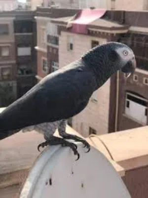 السلام عليكم مطلوووووب ببغاء تمنة