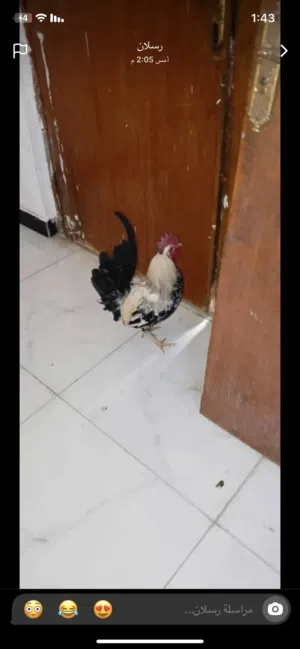 ديك كويتي عمره شهر