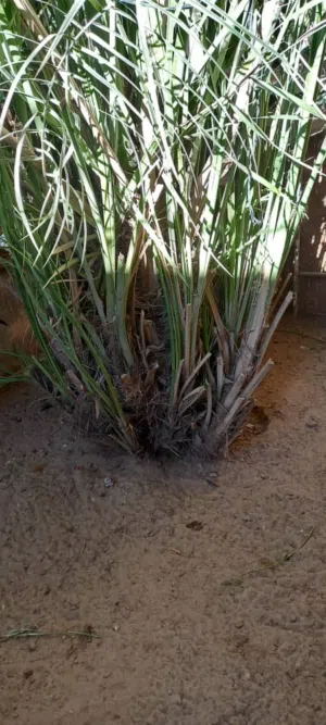 جبارات نخيل برنصى وسماد دجاج