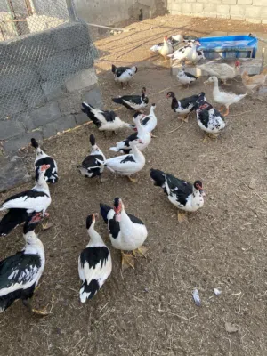 بط مصري منتج للبيع