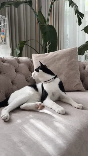 Kitten for adoption 7 months old
