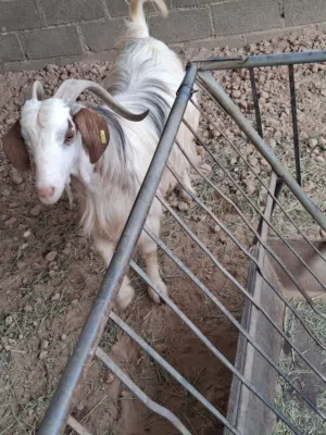 omani goats for sale 1 piece 230