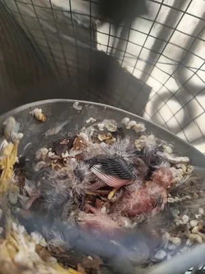 Birds1