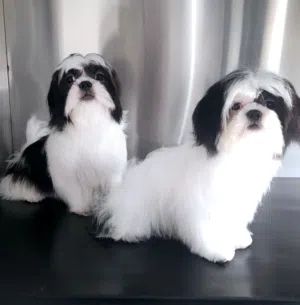 shihtzu peur female