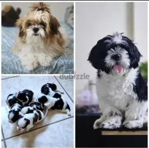 shitzu  4 puppy available now