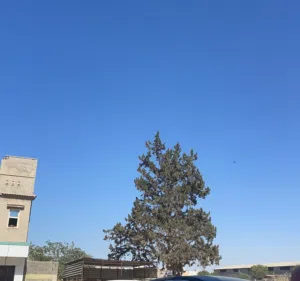 هارون 