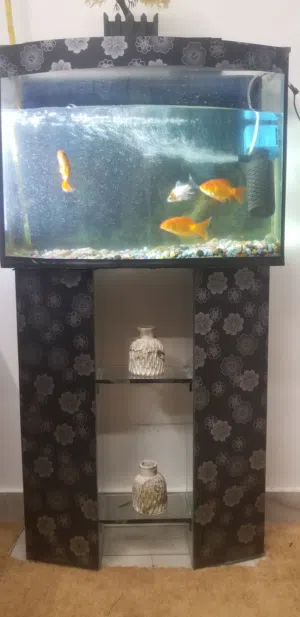 حوض سمك عرض 60 سم مع قاعدة ارتفاع 80 سم