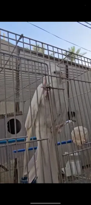 الكوكتيل  انكليزي رقم 7 أليف فول تغريد