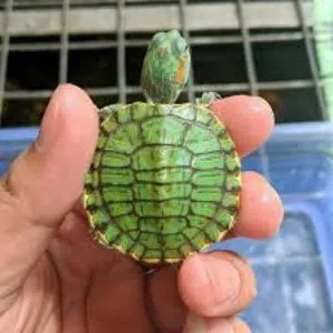 سلاحف سلحفاه سلحفه برمائيه  مائيه بريه  Small Amazon amphibious turtle