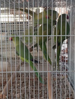 ببغوات متو درة