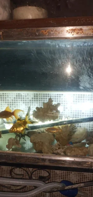 حوض سمك متر وعشرين بموتور تنقية الماء والاضاءة والسمك الملون