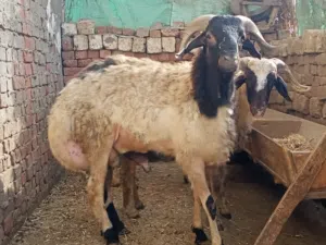 أغنام لحم للبيع  (للبيع مجموعة خرفان لحم – أوزان مختلفة وسعر قابل للتفاوض).