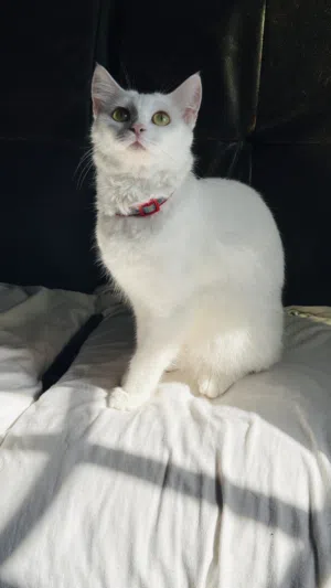 Beautiful White Turkish Angora Mix Cat for Sale