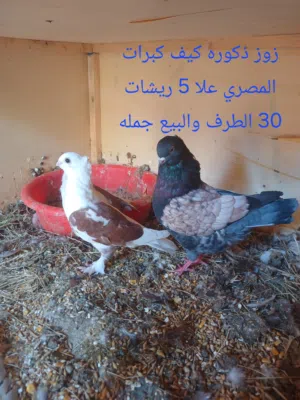 المكان الزاويه