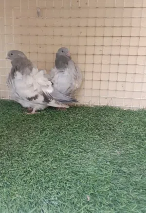 حمام كشكي اوفر طرفين