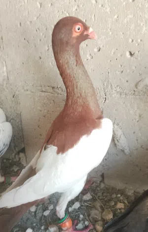 فحلين طيور حمام زي الرصاصص