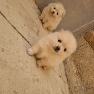 بوميريان للبيع