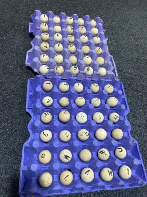 بيض حجل شنار بلدي