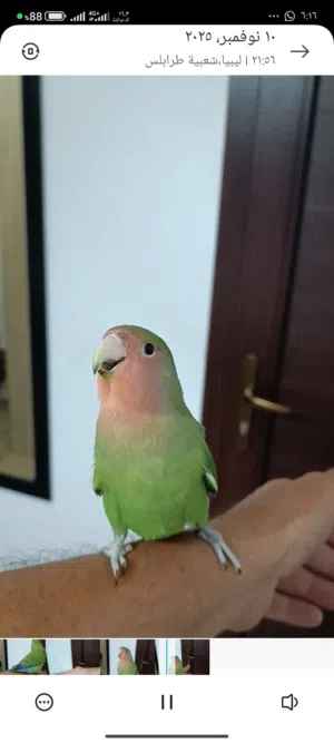 كوبية بركاديلو جابو