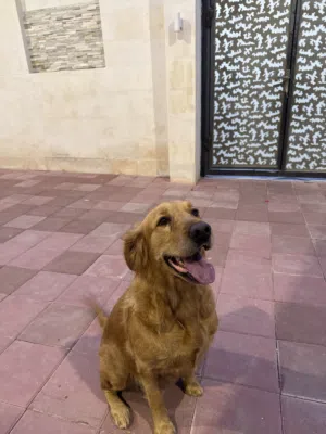 جلبه منتجه عمرها ثلاث سنوات