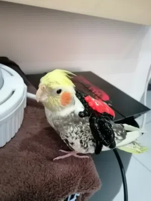 عبدالله 