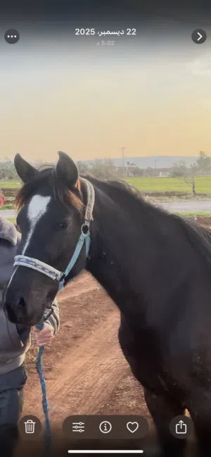 مهره العمر سنتين اول اركوب ارتفاع وسط خيل