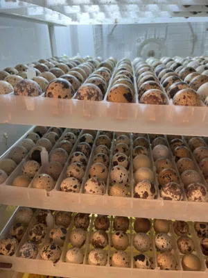 بيض سمان الجامبو