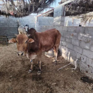 للبيع ثور اثيوبي مطعوم..