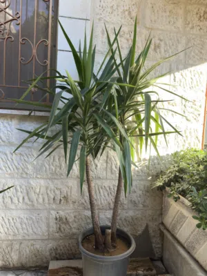 اشجار يوكا عدد 5 للبيع