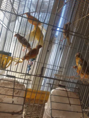 طيور كناري