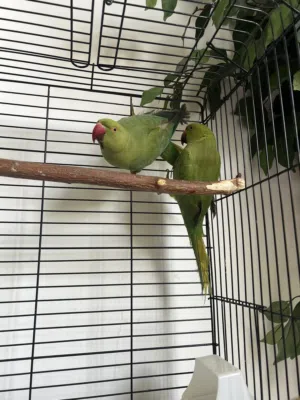 ببغائين دره للبيع مع قفص green idian green parrot pair