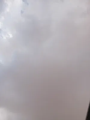 دجاج عربي للبيع