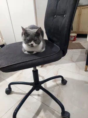 قط للبيع كامل تطعيم وجميع اغراضه