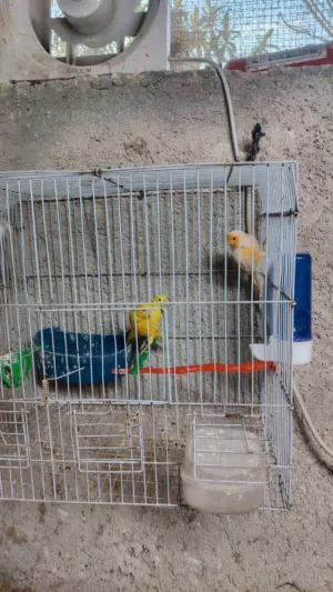 مطلوب مطير حب وجنه جواز قد ما يكون