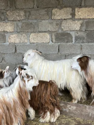 جدايا ذبايح ب احجام مختلفه تبارك الله