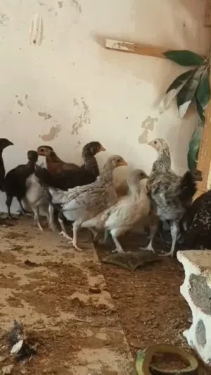 صيصان بلدي للبيع