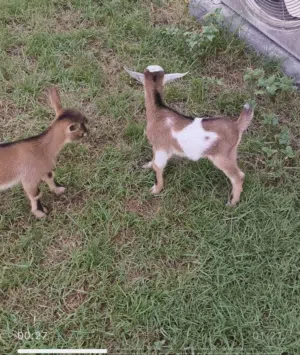 pqme goat  for sale