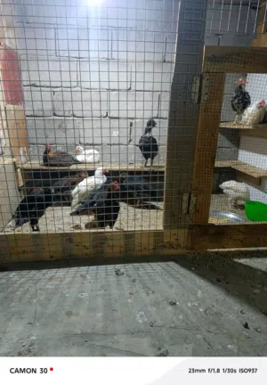 دجاج كويتي  6 زواج صغار عمرهن تقريبا 3 اشهر