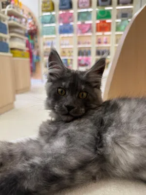 Male Maine Coon Kitten – Black Smoke
