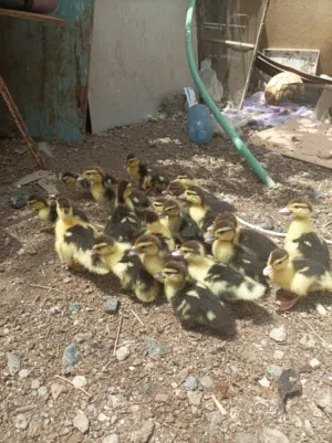 بط مصري للبيع