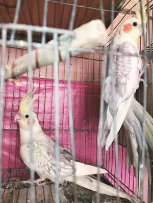 Birds2