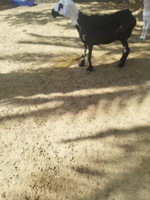 جعده نتاج للبيع