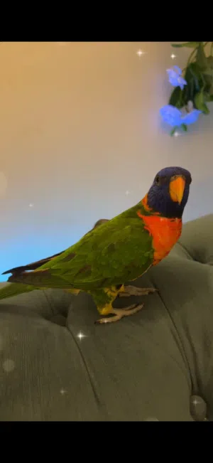 لوري اليف جناح كامل لعوب