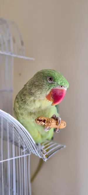 Parrots0