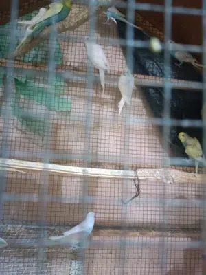 طيور البادجي و روز للبيع