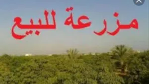 مزرعة مثمرة ومرويه للبيع في كعام