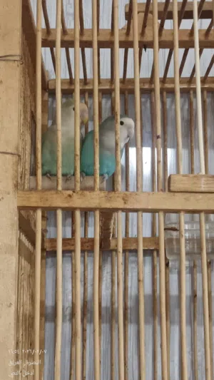 زوج غندوره يخبلن الام ماشاالله أبد ماكطعت بيض 4 وفوك الوانهن نادرات مميزات وساهم ابنهم يأكل وحده