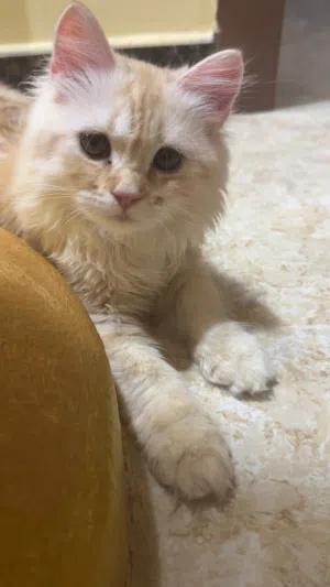 قطة للتبني