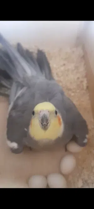 للبيع زوج كروان منتج و فروخ بادجي