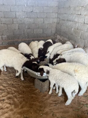 بيوضي عدد 12 نص بنص سته بسته
